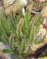 Preview: Stapelia gigantea